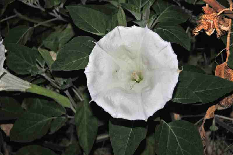 Datura inoxia